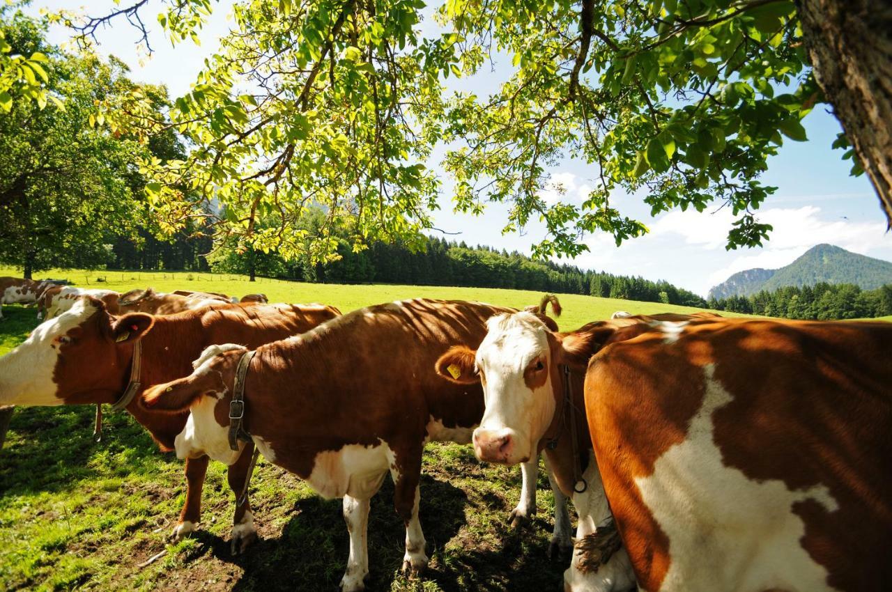 Plenkhof Séjour à la ferme